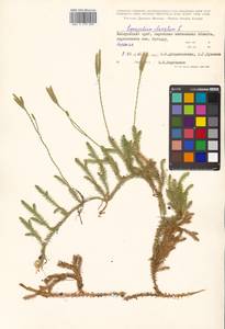 Lycopodium clavatum L., Siberia, Russian Far East (S6) (Russia)