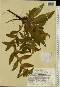 Gentiana macrophylla Pall., Eastern Europe, Eastern region (E10) (Russia)