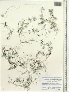 Ranunculus trichophyllus Chaix, Siberia, Russian Far East (S6) (Russia)