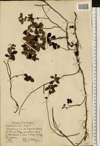 Vaccinium vitis-idaea L., Eastern Europe, Moscow region (E4a) (Russia)