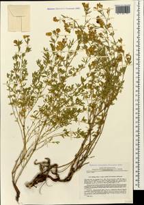 Medicago falcata subsp. falcata, Caucasus, Stavropol Krai, Karachay-Cherkessia & Kabardino-Balkaria (K1b) (Russia)