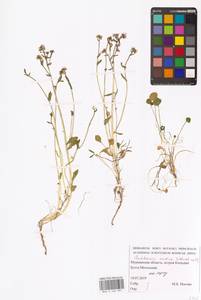 Cochlearia groenlandica L., Eastern Europe, Northern region (E1) (Russia)