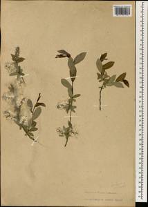 Salix kochiana Trautv., South Asia, South Asia (Asia outside ex-Soviet states and Mongolia) (ASIA) (China)