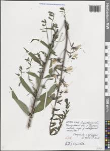 Campanula × spryginii Saksonov, Tzvelev & Bot.Zhurn., Eastern Europe, Lower Volga region (E9) (Russia)