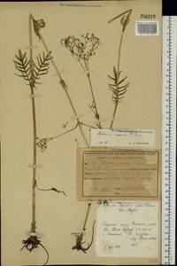 Valeriana rossica P. A. Smirn., Eastern Europe, Central region (E4) (Russia)