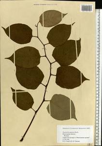 Reynoutria japonica Houtt., Eastern Europe, Northern region (E1) (Russia)