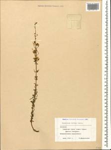 Hypericum lydium Boiss., Caucasus, Armenia (K5) (Armenia)