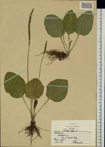 Plantago major L., Eastern Europe, Moscow region (E4a) (Russia)