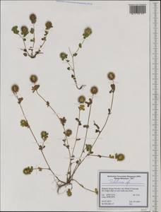 Trifolium, Western Europe (EUR) (Bulgaria)