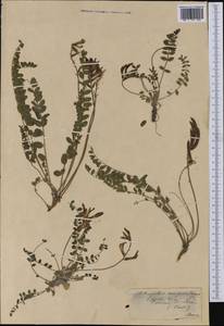 Astragalus monspessulanus, Western Europe (EUR) (Switzerland)