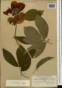 Paeonia wittmanniana Hartw. ex Lindl., Caucasus, Abkhazia (K4a) (Abkhazia)