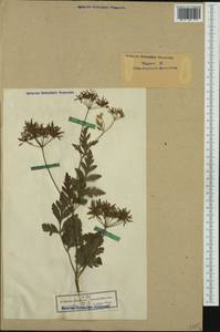 Chaerophyllum temulum L., Western Europe (EUR) (Germany)