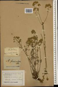 Artemisia incana (L.) Druce, Caucasus (no precise locality) (K0)