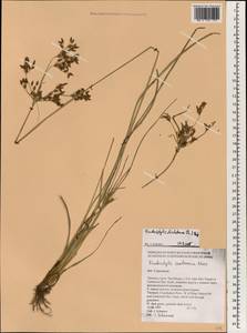 Fimbristylis dichotoma (L.) Vahl, South Asia, South Asia (Asia outside ex-Soviet states and Mongolia) (ASIA) (Thailand)