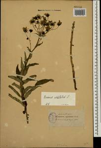 Hieracium umbellatum L., Eastern Europe, North-Western region (E2) (Russia)