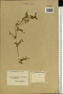 Vicia cracca L., Eastern Europe, Northern region (E1) (Russia)