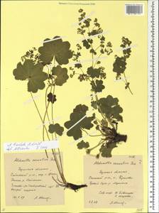 Alchemilla breviloba H. Lindb., Eastern Europe, Eastern region (E10) (Russia)