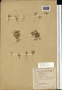 Subularia aquatica L., Eastern Europe, Central forest region (E5) (Russia)