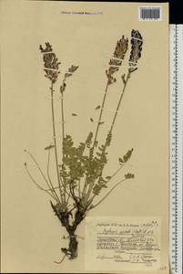 Oxytropis spicata (Pall.)O.Fedtsch. & B.Fedtsch., Eastern Europe, Lower Volga region (E9) (Russia)
