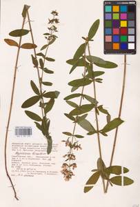 Hypericum hirsutum L., Eastern Europe, Lower Volga region (E9) (Russia)