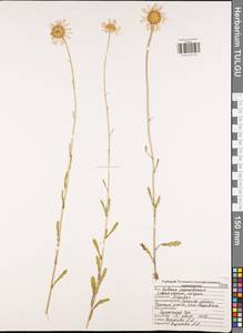 Leucanthemum vulgare Lam., Eastern Europe, Central region (E4) (Russia)