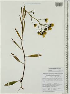Hieracium dolabratum (Norrl.) Norrl., Eastern Europe, Northern region (E1) (Russia)