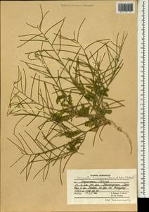 Strigosella africana (L.) Botsch., South Asia, South Asia (Asia outside ex-Soviet states and Mongolia) (ASIA) (Afghanistan)