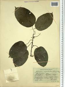 Actinidia arguta (Siebold & Zucc.) Planch. ex Miq., Siberia, Russian Far East (S6) (Russia)