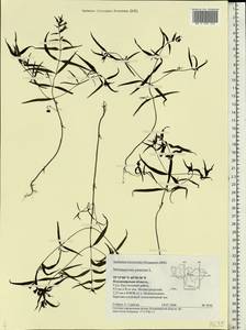 Melampyrum pratense L., Eastern Europe, Central region (E4) (Russia)