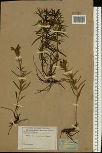 Dracocephalum ruyschiana L., Eastern Europe, Central forest region (E5) (Russia)