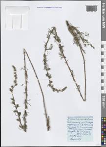 Artemisia marschalliana Spreng., Crimea (KRYM) (Russia)