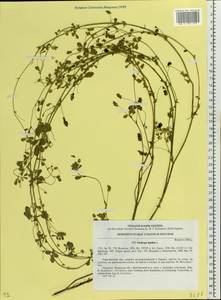 Medicago lupulina L., Eastern Europe, South Ukrainian region (E12) (Ukraine)