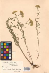 Achillea micrantha Willd., Eastern Europe, South Ukrainian region (E12) (Ukraine)