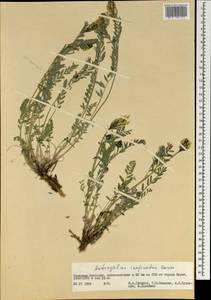 Astragalus laxmannii subsp. laxmannii, Mongolia (MONG) (Mongolia)
