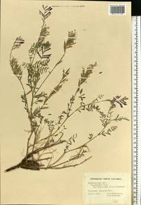 Astragalus varius, Eastern Europe, Central forest-and-steppe region (E6) (Russia)