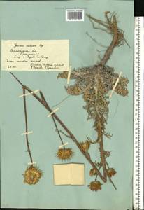 Jurinea cretacea Bunge, Eastern Europe, Lower Volga region (E9) (Russia)