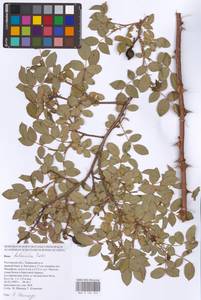 Rosa balsamica Besser, Eastern Europe, Rostov Oblast (E12a) (Russia)