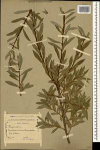 Salix purpurea L., Caucasus, Azerbaijan (K6) (Azerbaijan)
