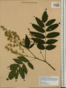 Sorbaria sorbifolia (L.) A. Braun, Siberia, Central Siberia (S3) (Russia)
