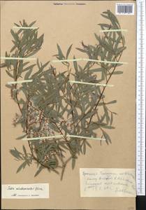 Salix capusii Franch., Middle Asia, Western Tian Shan & Karatau (M3) (Kyrgyzstan)