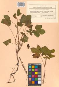 Rubus humulifolius C. A. Mey., Siberia, Russian Far East (S6) (Russia)