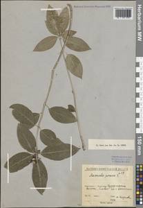 Mercurialis perennis L., Eastern Europe, North-Western region (E2) (Russia)