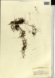 Callitriche cophocarpa Sendtn., Eastern Europe, North Ukrainian region (E11) (Ukraine)