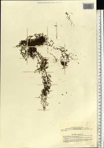 Callitriche cophocarpa Sendtn., Eastern Europe, North Ukrainian region (E11) (Ukraine)