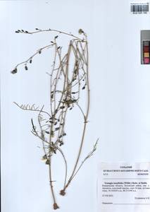 Crepidiastrum tenuifolium (Willd.) Sennikov, Siberia, Altai & Sayany Mountains (S2) (Russia)