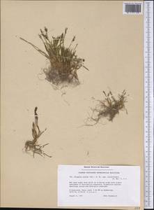 Phippsia concinna (Th.Fr.) Lindeb., America (AMER) (Greenland)