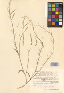 Raphanus raphanistrum L., Eastern Europe, Central region (E4) (Russia)