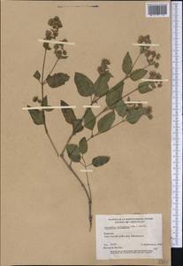 Mirabilis nyctaginea (Michx.) MacMill., America (AMER) (Canada)