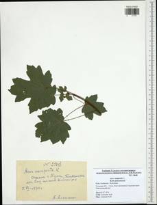 Acer campestre L., Eastern Europe, Central region (E4) (Russia)
