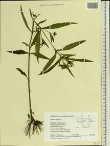 Bidens cernua L., Eastern Europe, Central region (E4) (Russia)